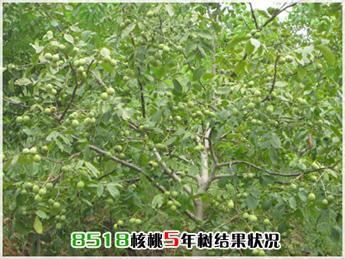 供應(yīng)山西流蘇樹種子油根子報(bào)價(jià)銷售電話