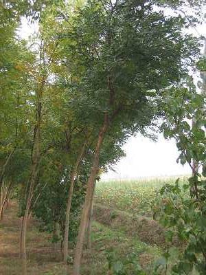 供應(yīng)國(guó)槐種子國(guó)槐種籽價(jià)格