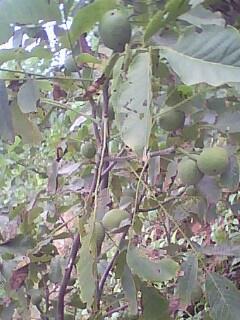 供應(yīng)遼核核桃苗價(jià)格/核桃苗多少錢一株