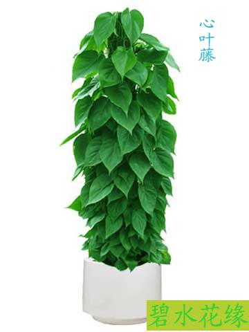 青島地區(qū)綠植租賃圖片