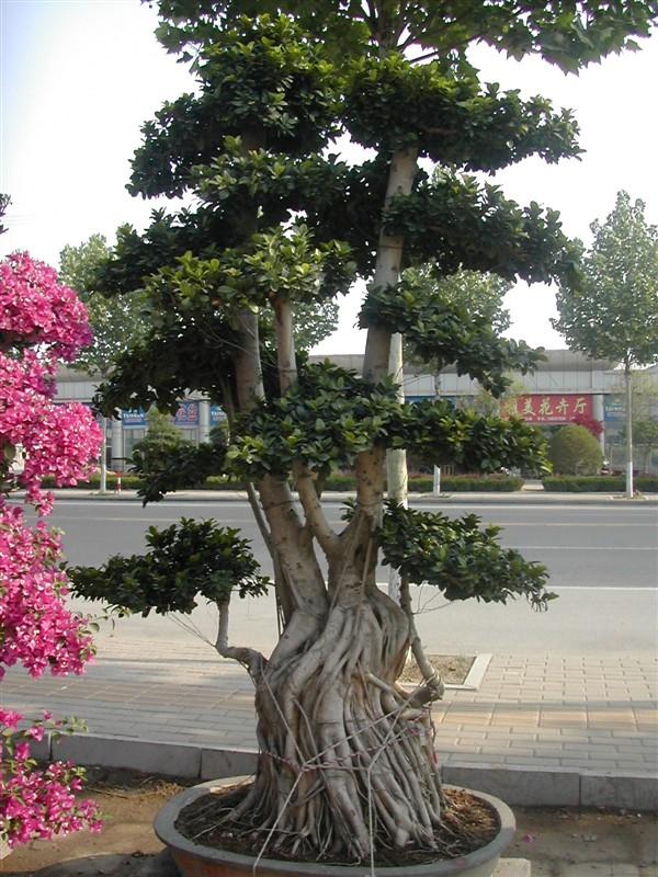 供应青岛办公室植物租摆