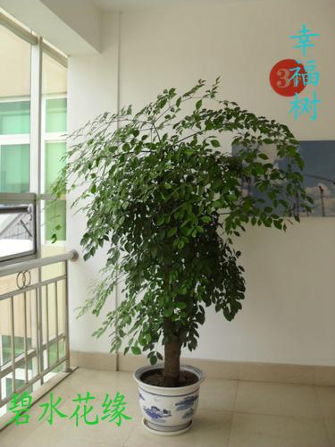 供應(yīng)青島哪里有招財(cái)樹批發(fā)/青島哪里有招財(cái)樹租賃/招財(cái)樹擺租