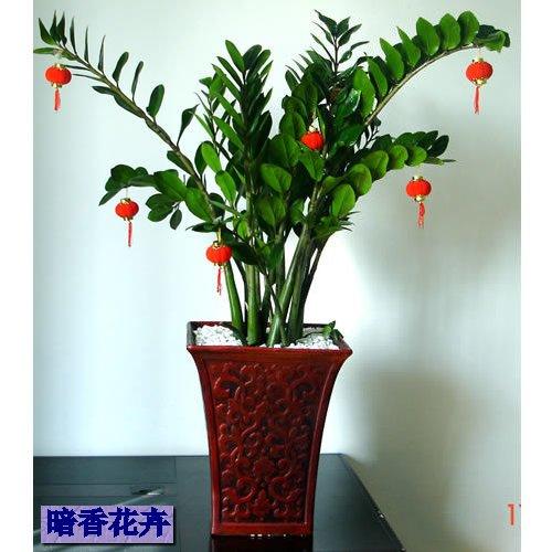 青島哪里有花卉租賃圖片