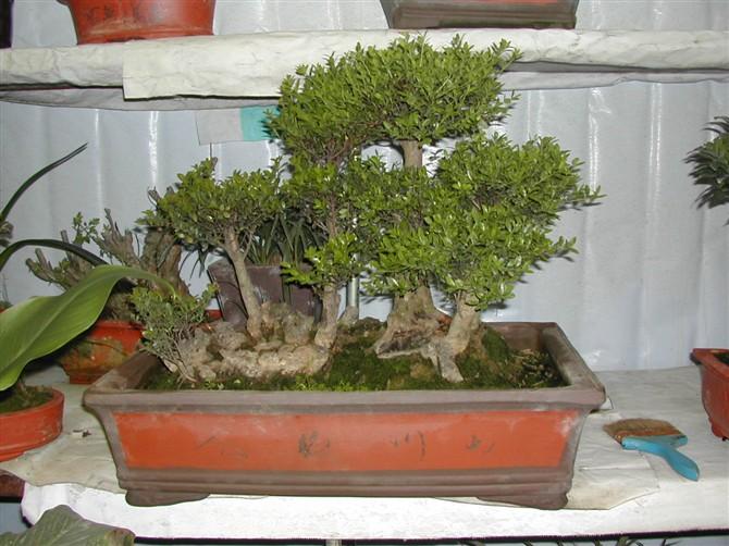 供應(yīng)青島花卉租賃公司供應(yīng)花卉租賃/花卉租賃價(jià)格/室內(nèi)花卉租賃