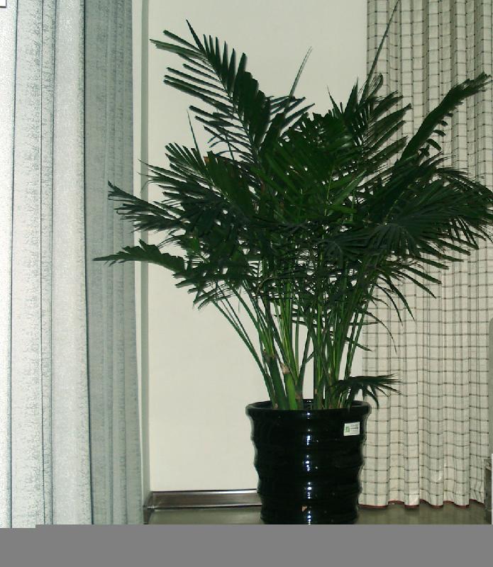 供應(yīng)青島花卉綠植租擺