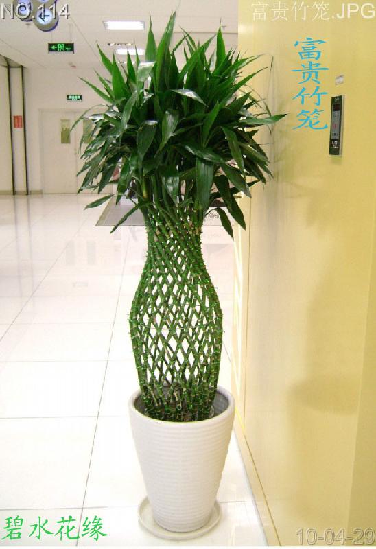 青島的花卉租賃公司哪家好圖片