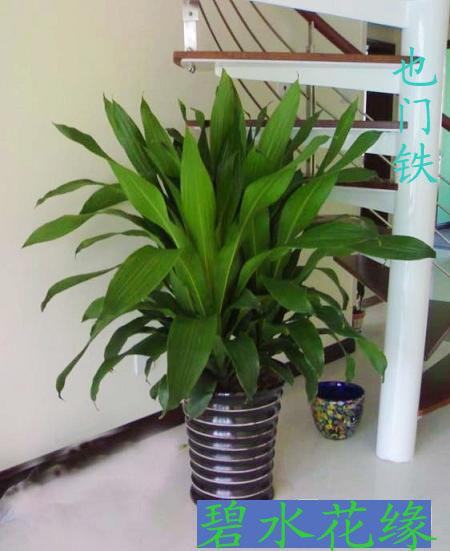 供應(yīng)青島哪里有招財(cái)樹批發(fā)/青島哪里有招財(cái)樹租賃/招財(cái)樹擺租