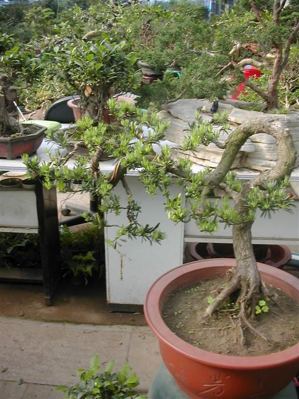 供應(yīng)青島辦公室植物租擺