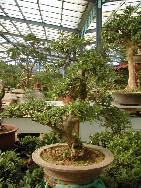 專業(yè)從事花卉租賃圖片