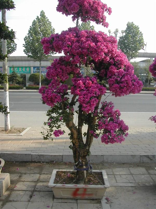 供應(yīng)青島辦公室植物租擺