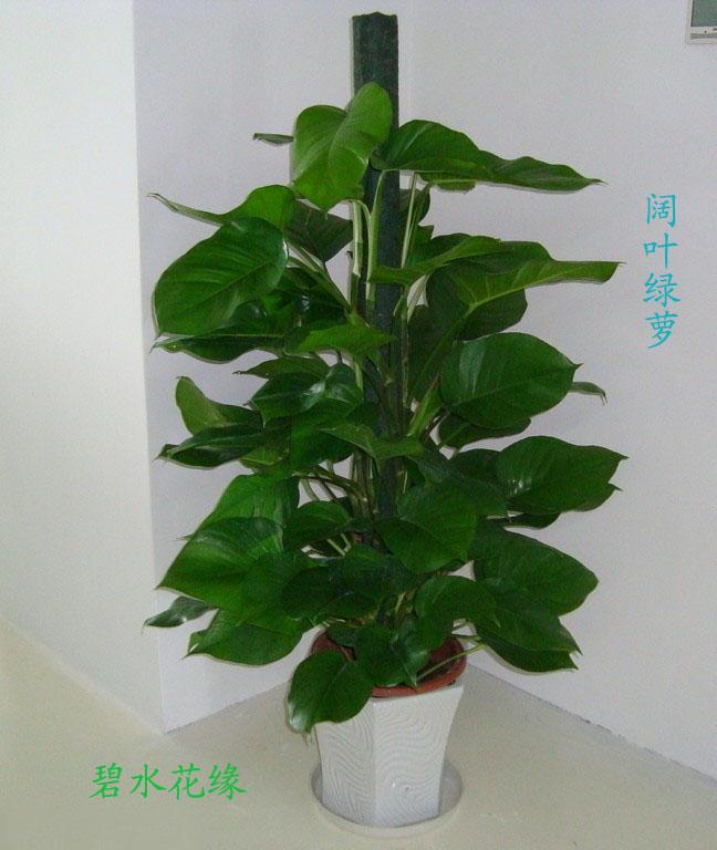 青島找家綠植租賃公司圖片