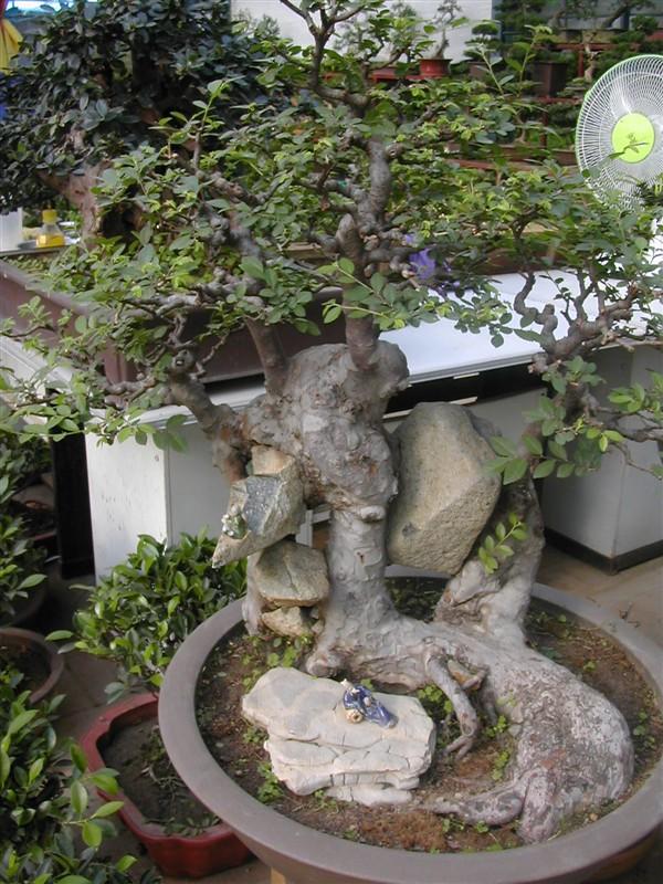 供應(yīng)青島辦公室植物租擺