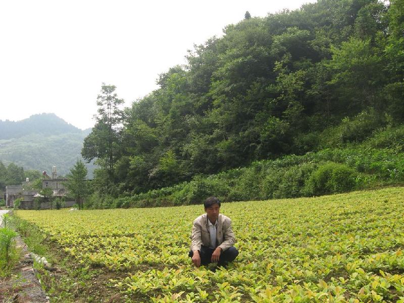 湖北省厚樸小苗供應(yīng)商湖北五峰紫薇園