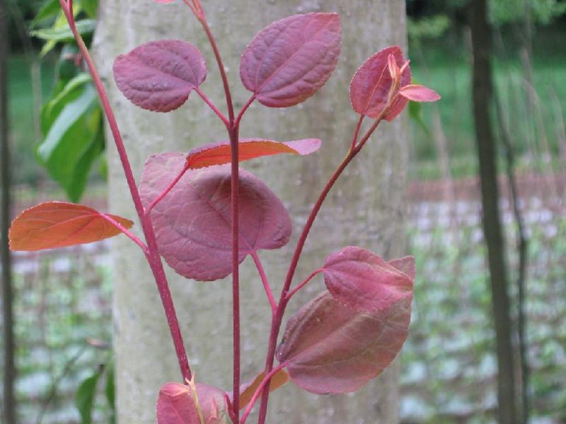 供應(yīng)連香樹(shù)苗