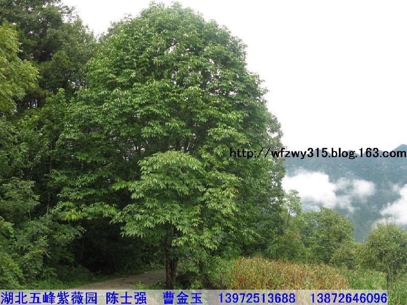 湖北七葉樹苗批發(fā)圖片