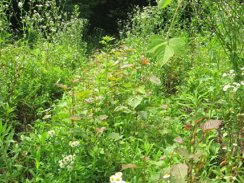 供應(yīng)昆欄樹(shù)科領(lǐng)春木大苗