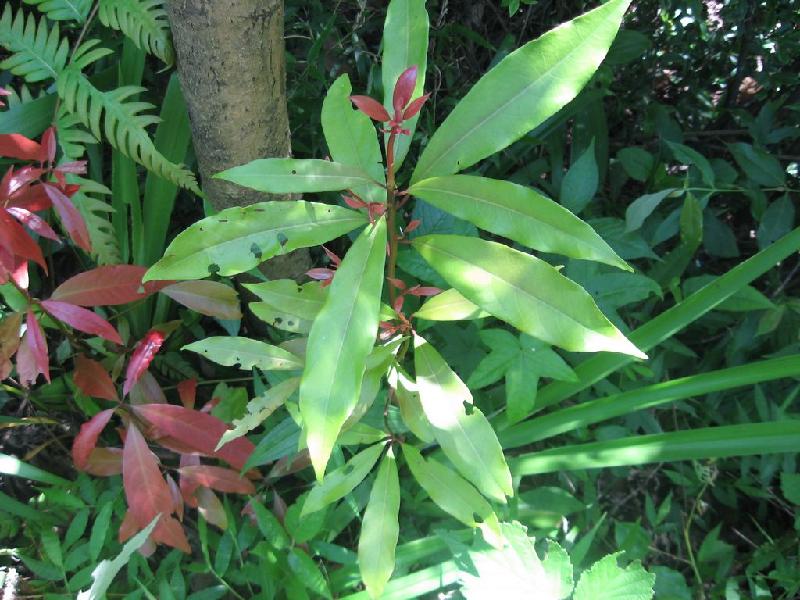 樟科楠屬宜昌楠苗圖片