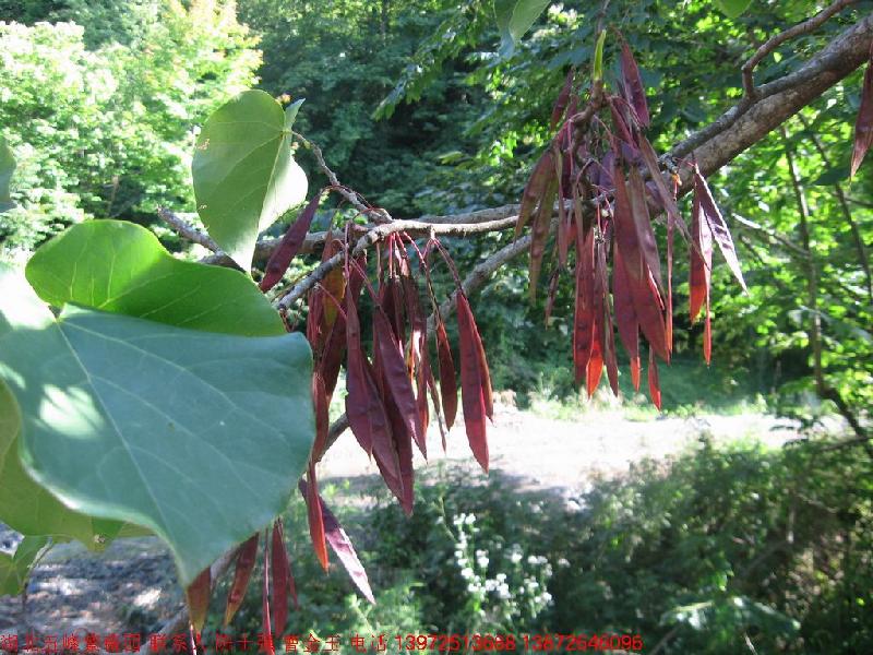 巨紫荊苗圖片/巨紫荊苗樣板圖 (3)