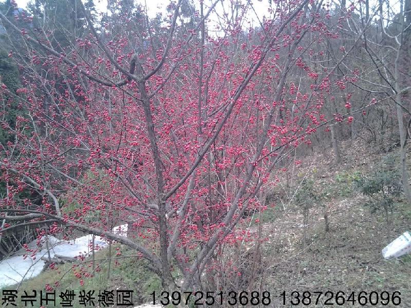 國(guó)內(nèi)山茱萸苗種子圖片