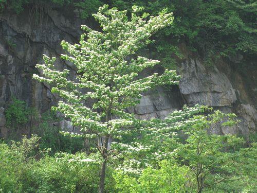 燈臺(tái)樹圖片/燈臺(tái)樹樣板圖 (2)
