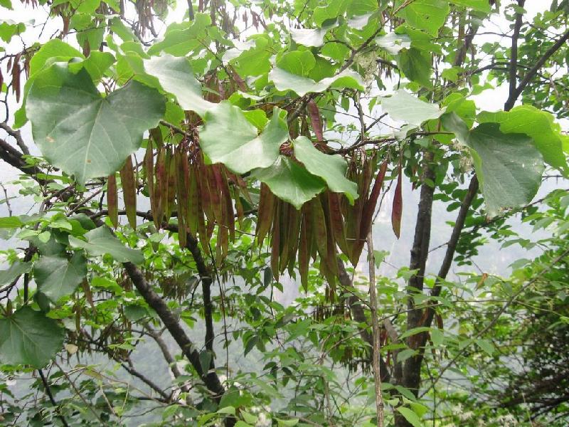 供應(yīng)巨紫荊的栽培技術(shù)