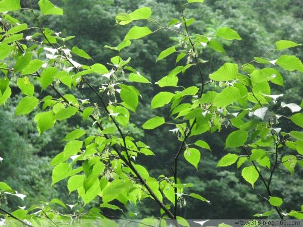 供應(yīng)*植物領(lǐng)春木苗