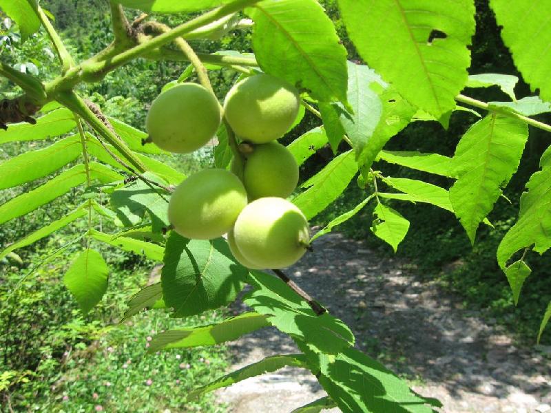 供應(yīng)野核桃種子