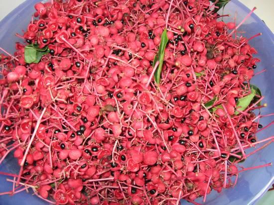 供應(yīng)野鴉椿種子