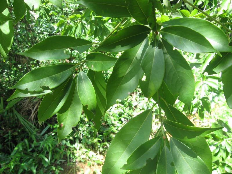 宜昌楠種苗圖片