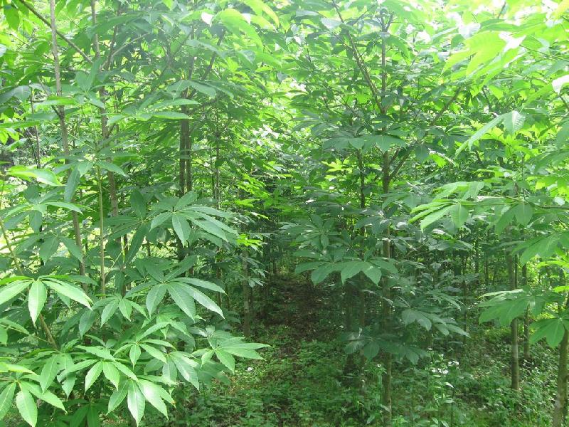 供應今年秋采七葉樹種子