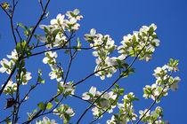 供應(yīng)湖北山茱萸苗種子