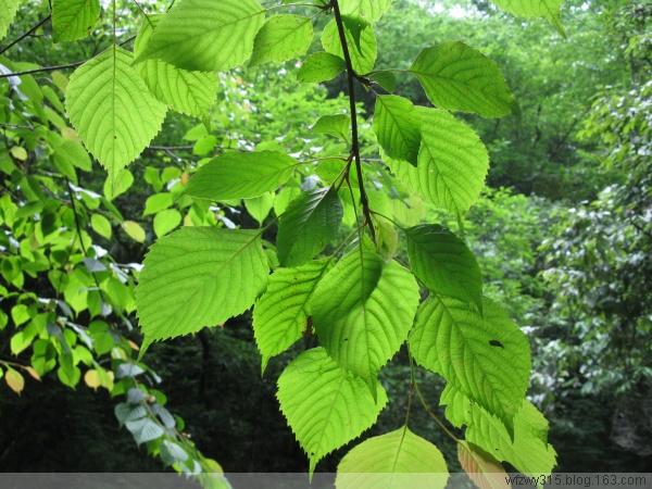 珍稀植物領(lǐng)春木苗圖片