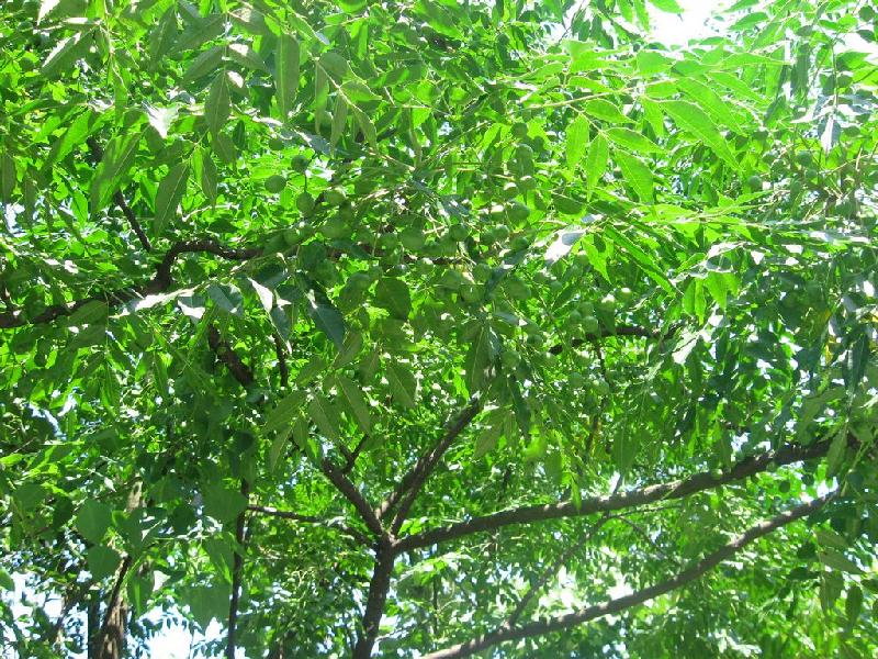 供應(yīng)南酸棗種子