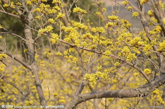 湖北山茱萸苗種子圖片
