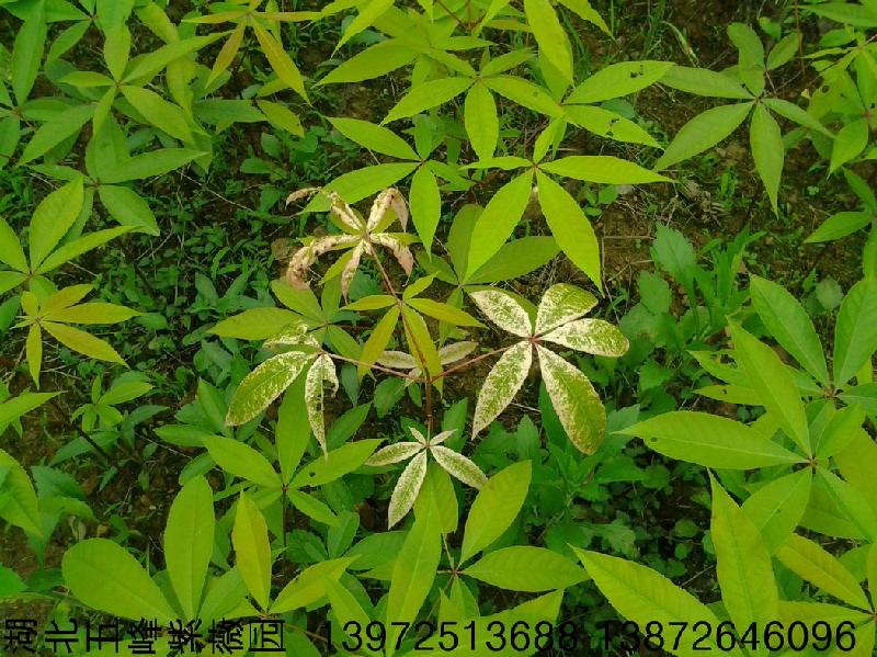 七葉樹苗批發(fā)/供應(yīng)/種植/圖片