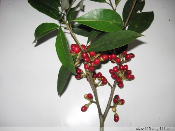 樟科黑殼楠苗圖片