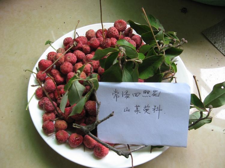 供應(yīng)香港四照花苗