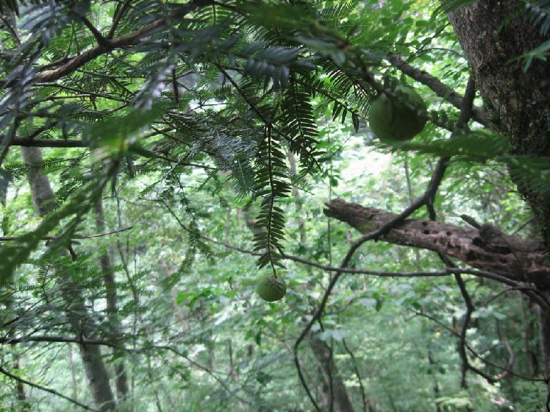 巴山榧樹種子圖片