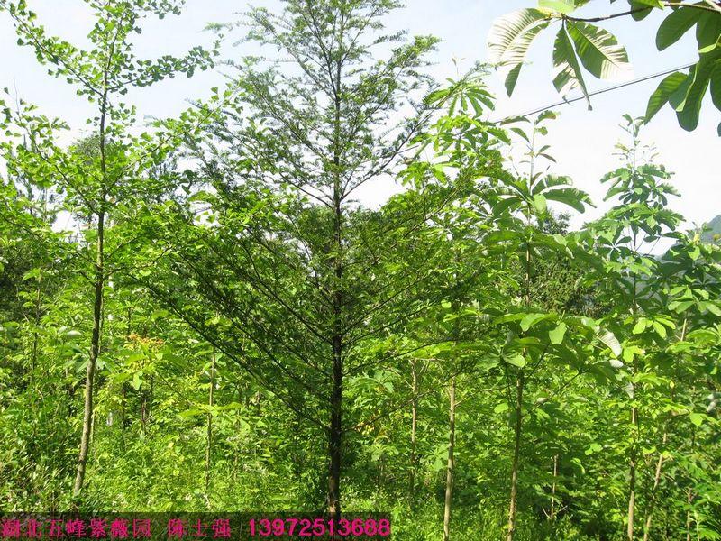 供應(yīng)紅豆杉大樹