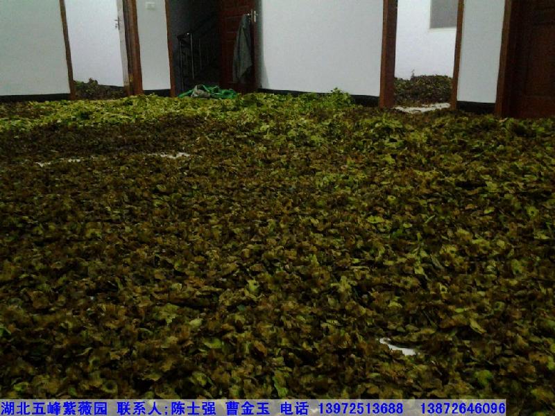 供應(yīng)青錢(qián)柳苗/青錢(qián)柳茶批發(fā)，湖北青錢(qián)柳苗/青錢(qián)柳茶批發(fā)價(jià)格，湖北青錢(qián)柳苗/青錢(qián)柳茶供應(yīng)商