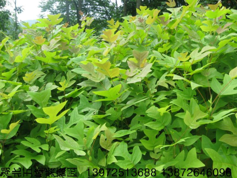 供應(yīng)雙飄樹(shù)種子馬褂木種子鵝掌楸種子