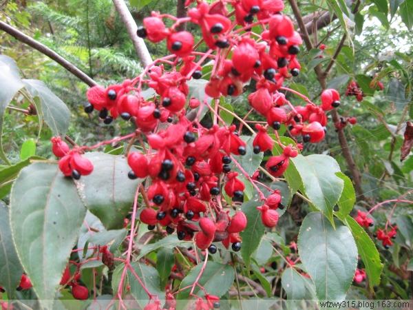 野鴉椿種子圖片