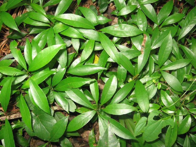 供應宜昌楠種苗,