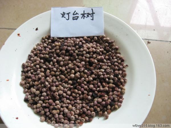 燈臺(tái)樹種子圖片