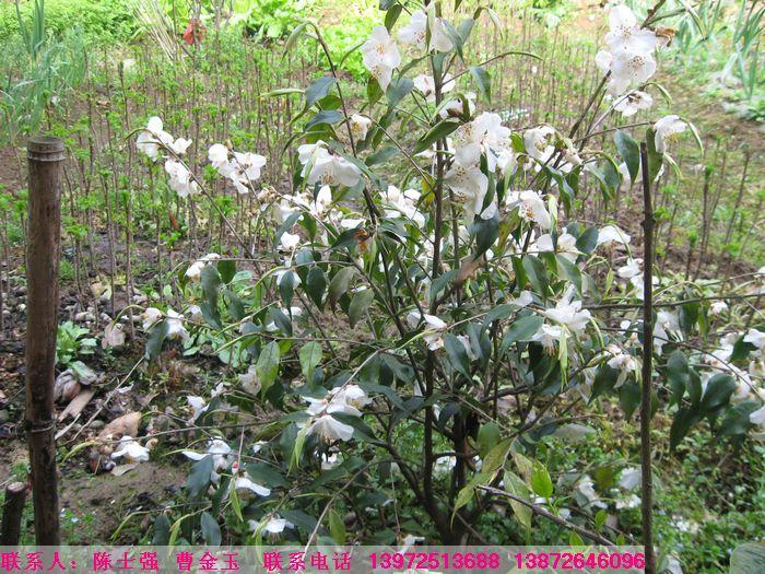 供應(yīng)尖連蕊茶苗