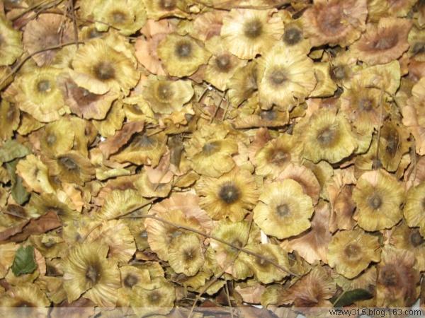 今年新采青錢柳種子圖片