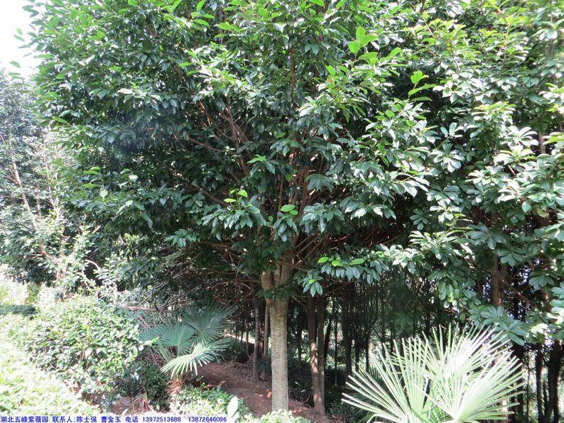 樂昌含笑大樹價(jià)格/樂昌含笑大樹圖片