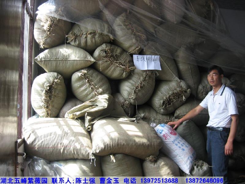 青錢(qián)柳苗/青錢(qián)柳茶價(jià)格圖片/青錢(qián)柳苗/青錢(qián)柳茶價(jià)格樣板圖 (3)