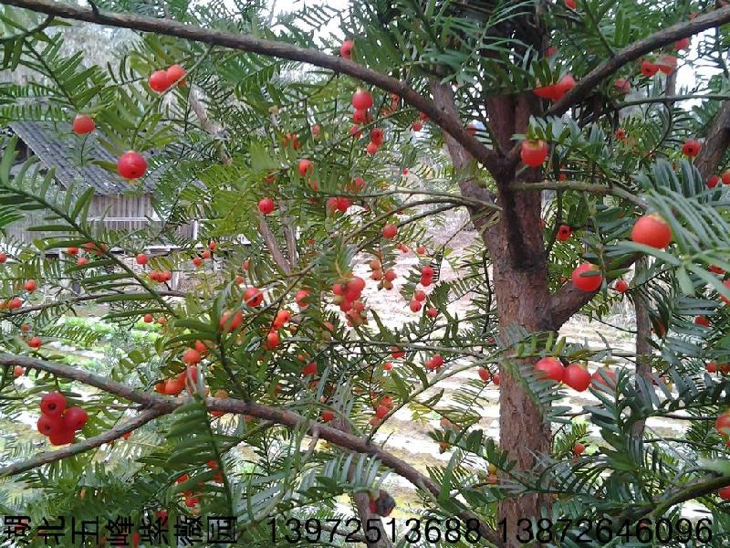 國內(nèi)紅豆杉苗種植圖片