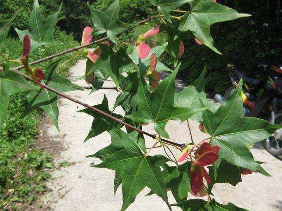 湖北雞爪槭苗供應(yīng)商